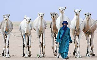 Ein Chamelier holt die Dromedare von der Weide, Adrar Ahnet, Algerien
