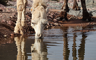 Dromedare an der Quelle, Foum Chenna, Marokko