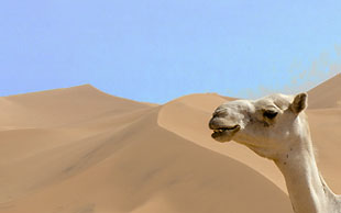Dromedare sind äusserst ausdauernde und genügsame Tiere, Algerien