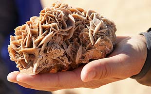 Im Grand Erg Oriental sind an einigen Orten Sandrosen in jeder Grösse zu finden, Wüste, Tunesien